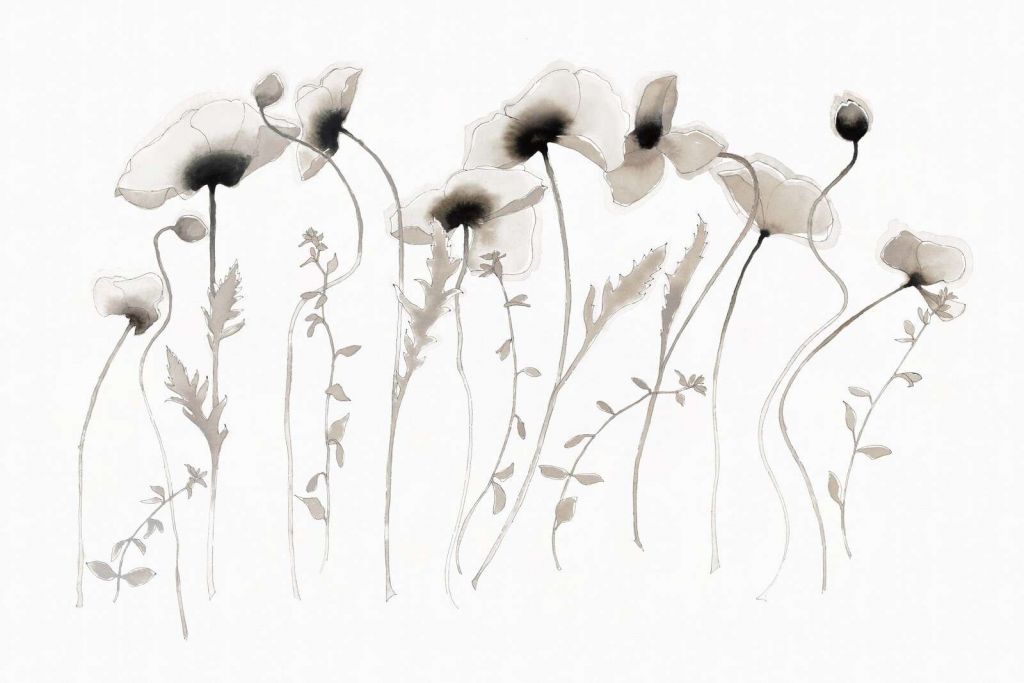 Valmuer i blekgrå stillhet