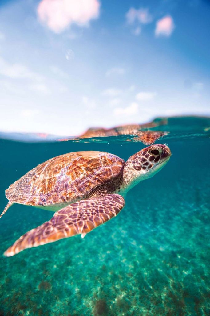 Havskildpadde i turkis lagune