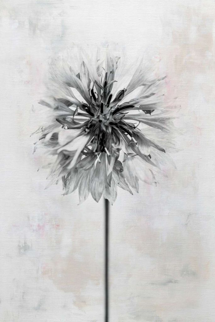 Sort blomst på lys baggrund