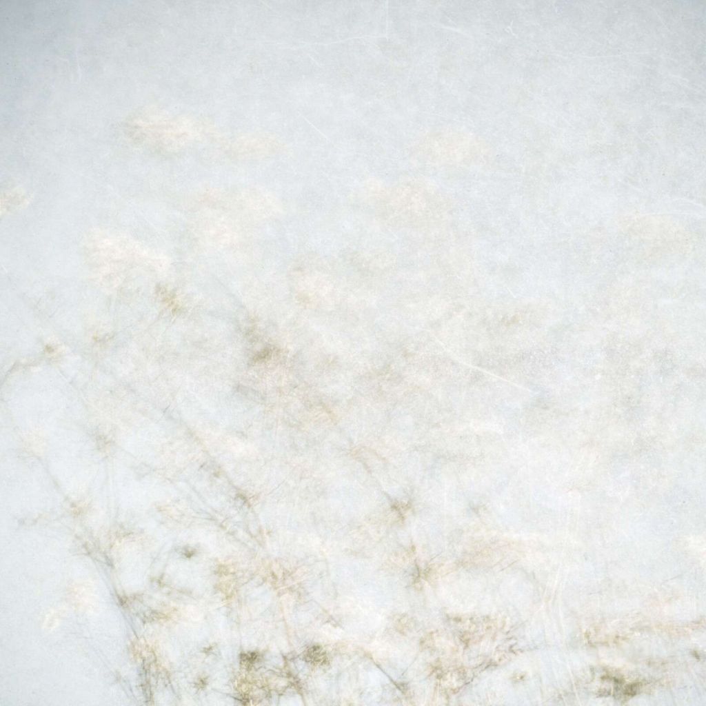 Svævende markblomster i tågelys