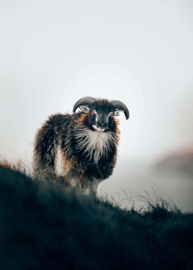 Vädur i morgondimman