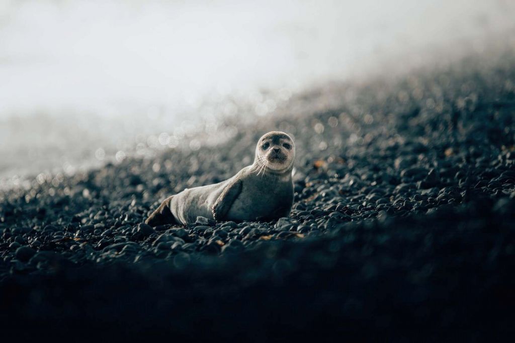 Ung säl på en kiselstrand