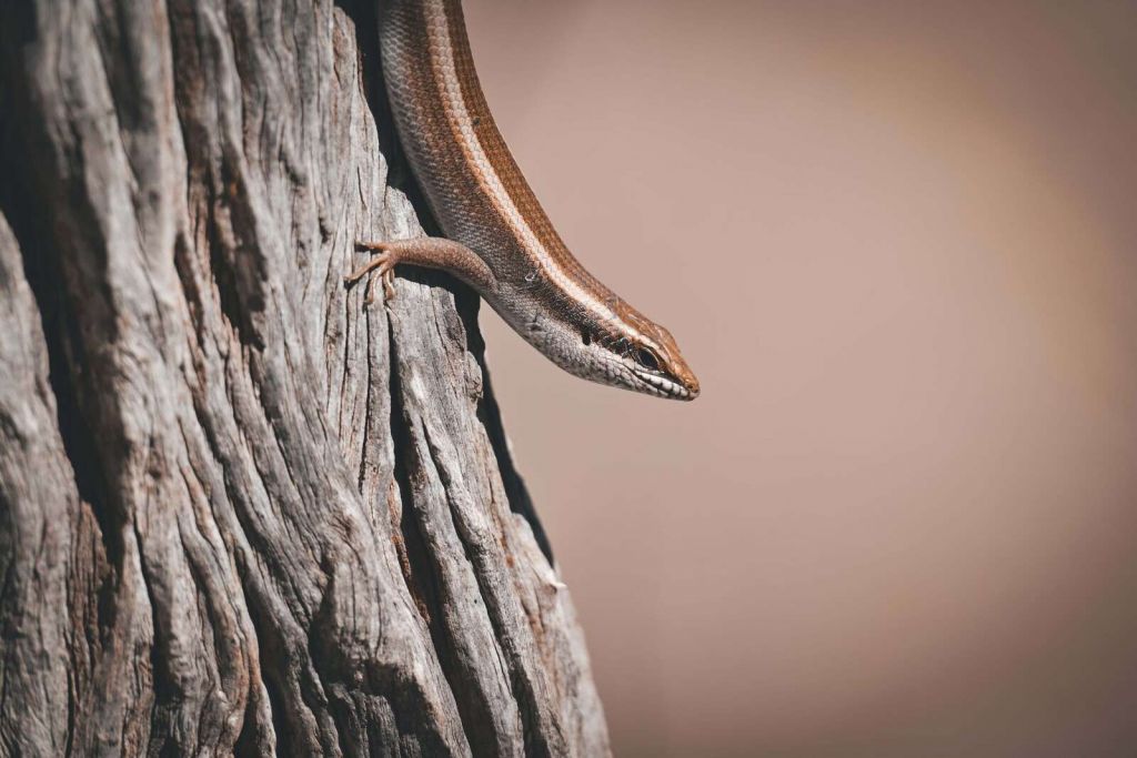 Detaljeret nærbillede af elefanthud