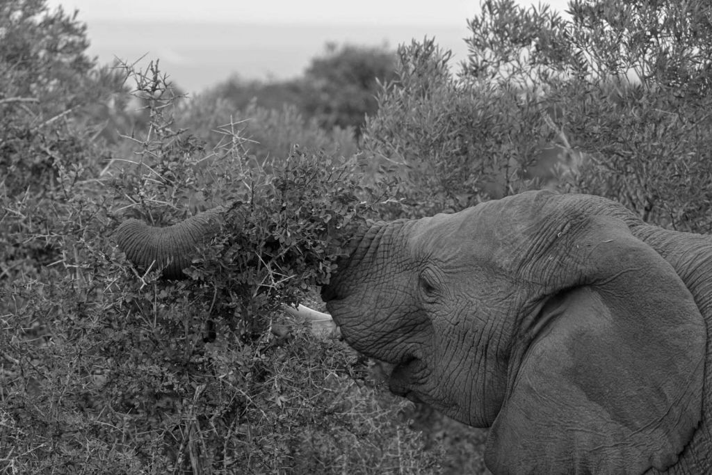 Sort-hvid elefant i buske