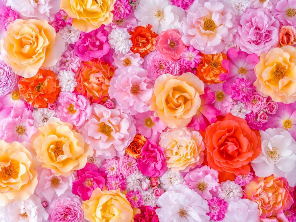 Farverige roser i pastelblomst