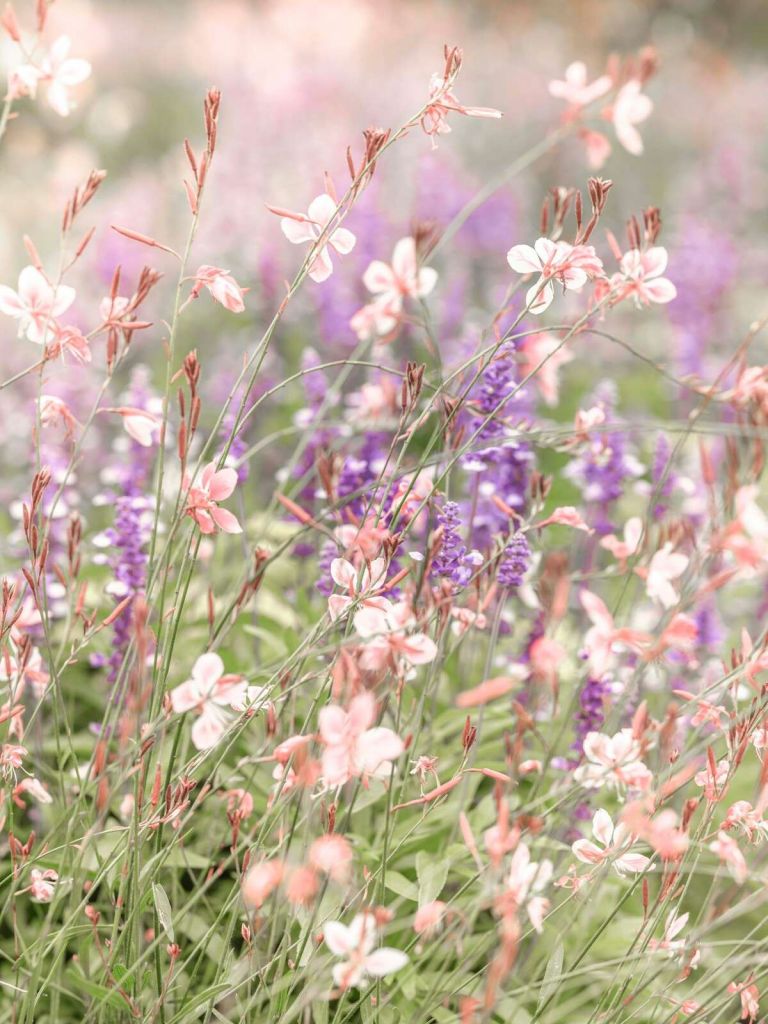 Vilde blomster i bløde pastelfarver