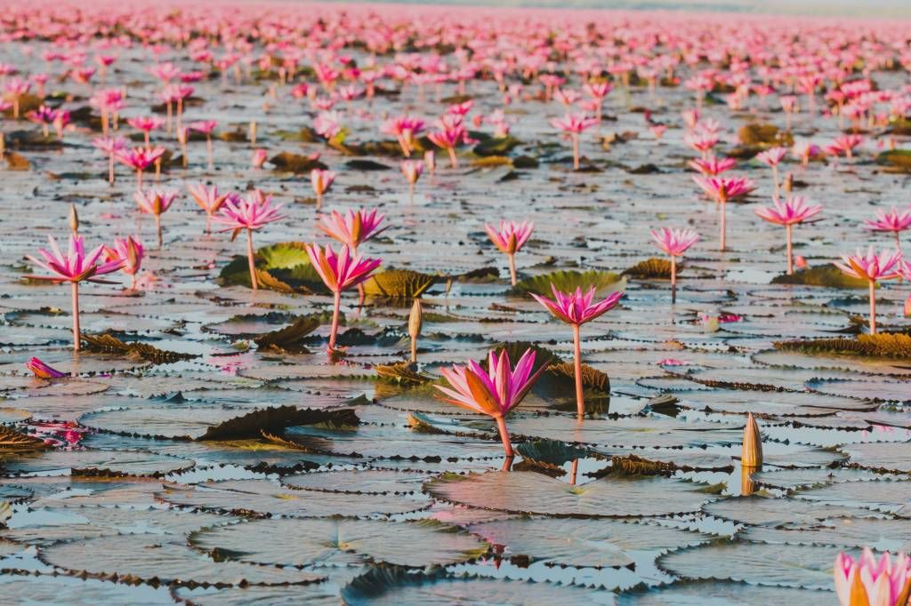 Havet av lotusblommor