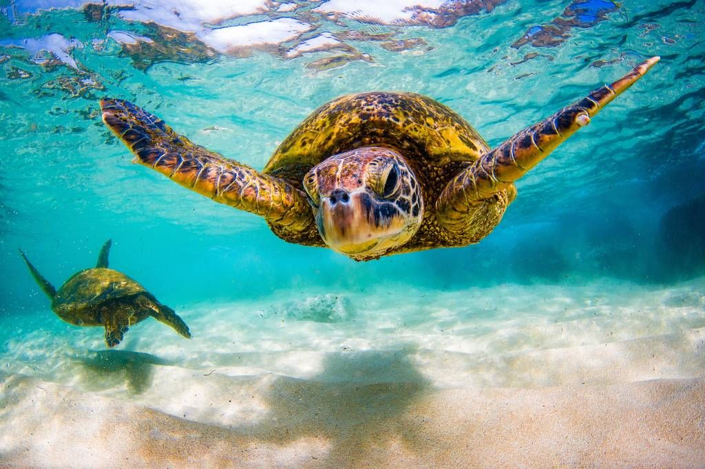 Havssköldpadda i havet