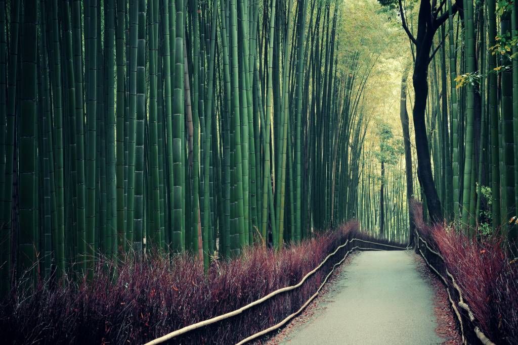 Skog tapet Bambuskog