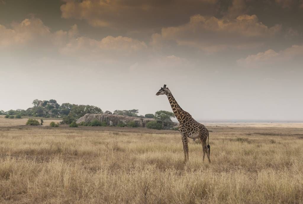 Djur Giraff på en savann