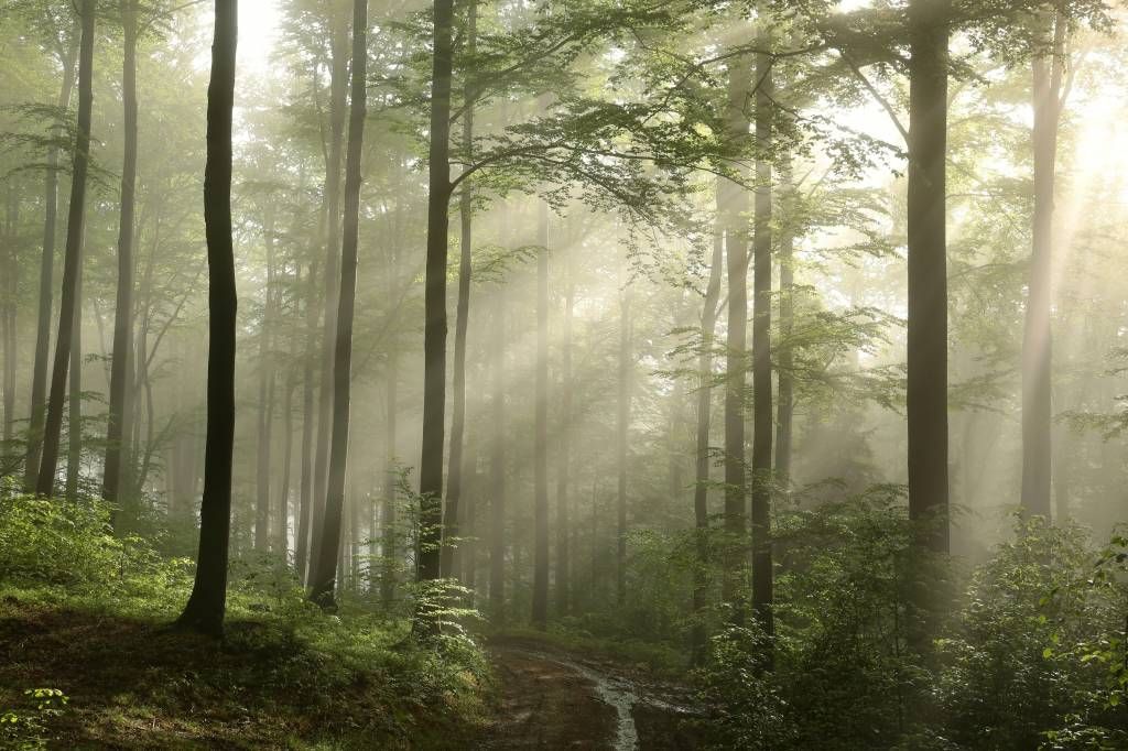 Skog tapet Grön skog i dimman