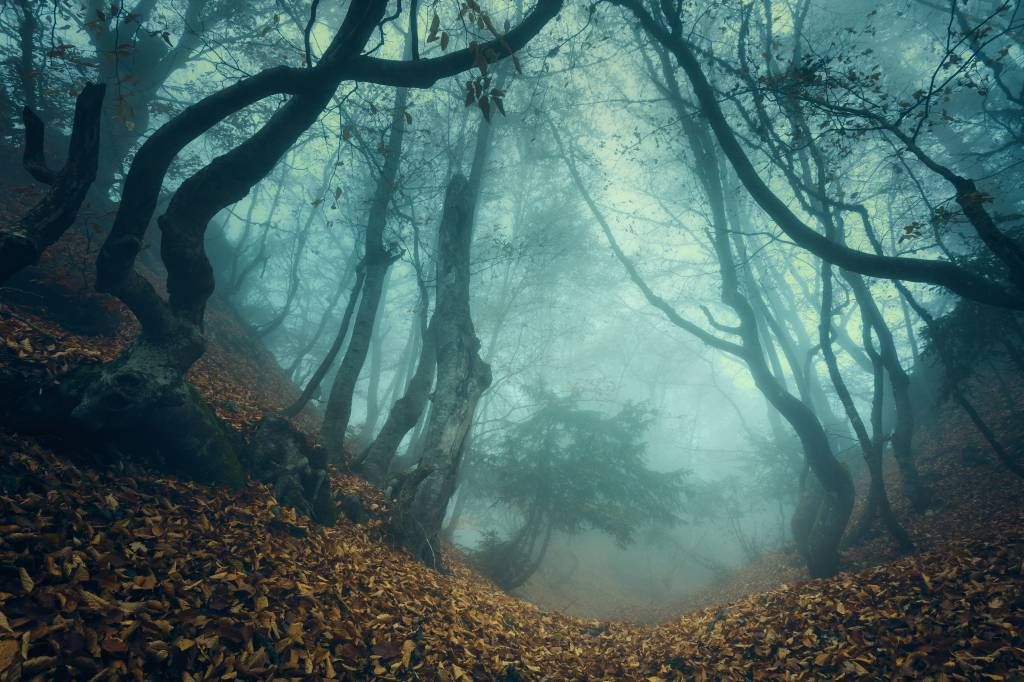 Skog tapet Mystisk skog