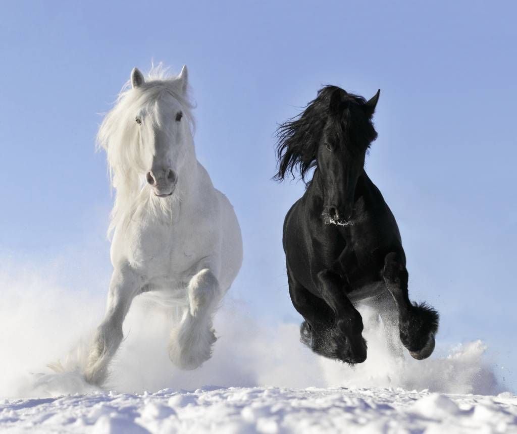 Hästar Vit och en svart häst