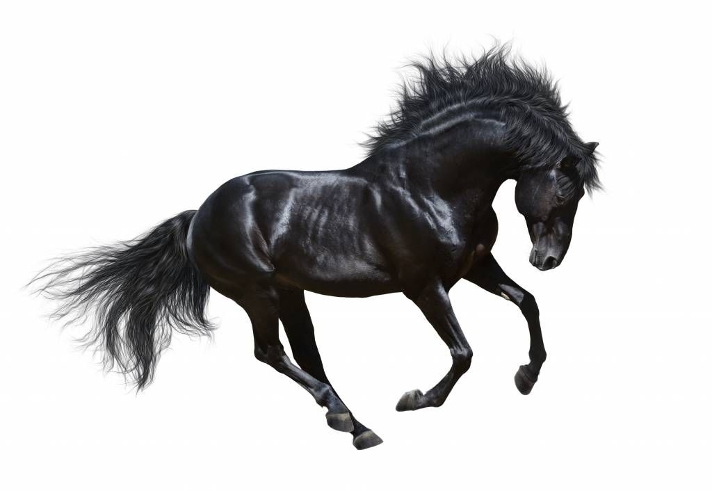 Hästar - Vacker svart hingst