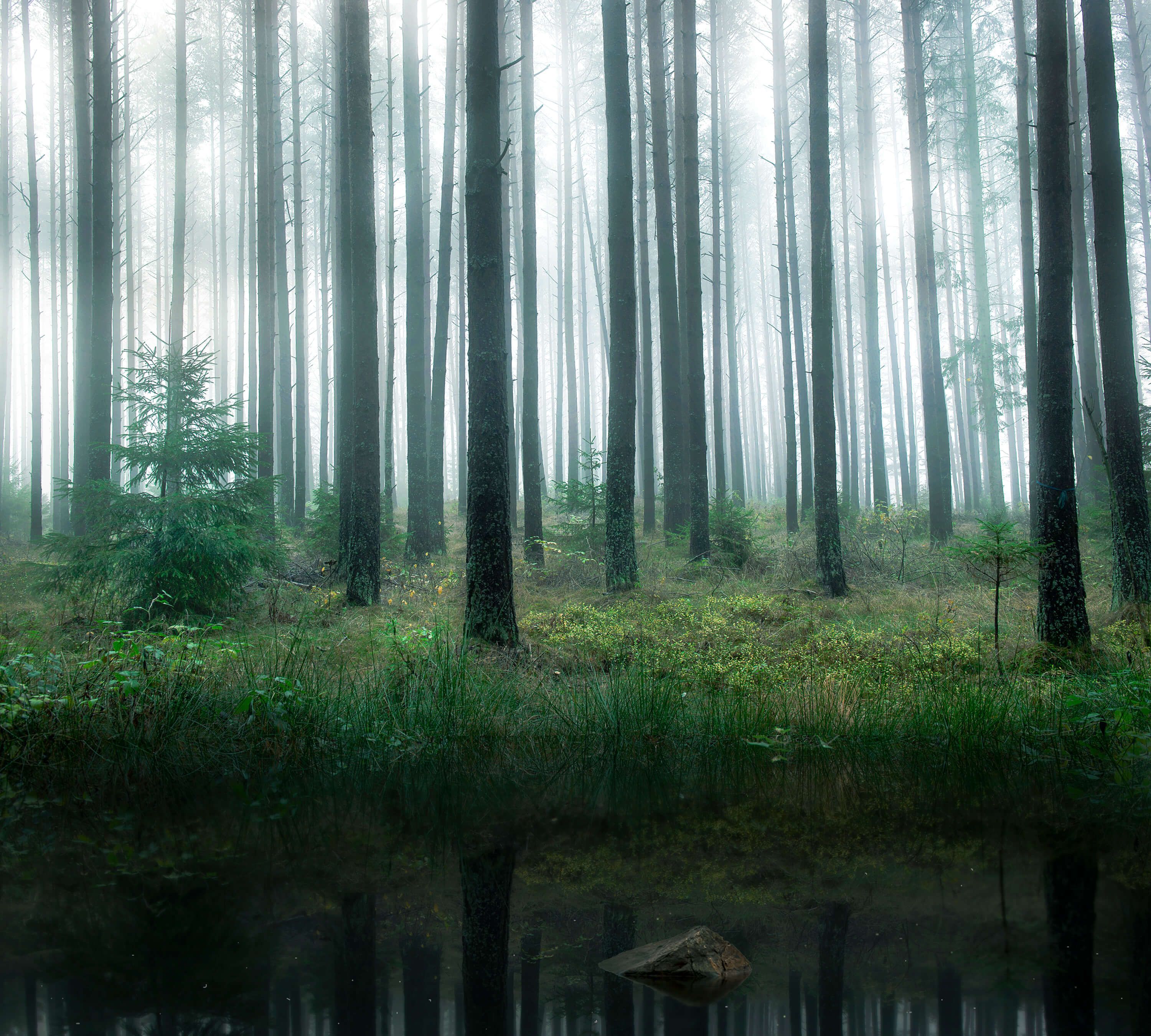 Landscape Lake in forest