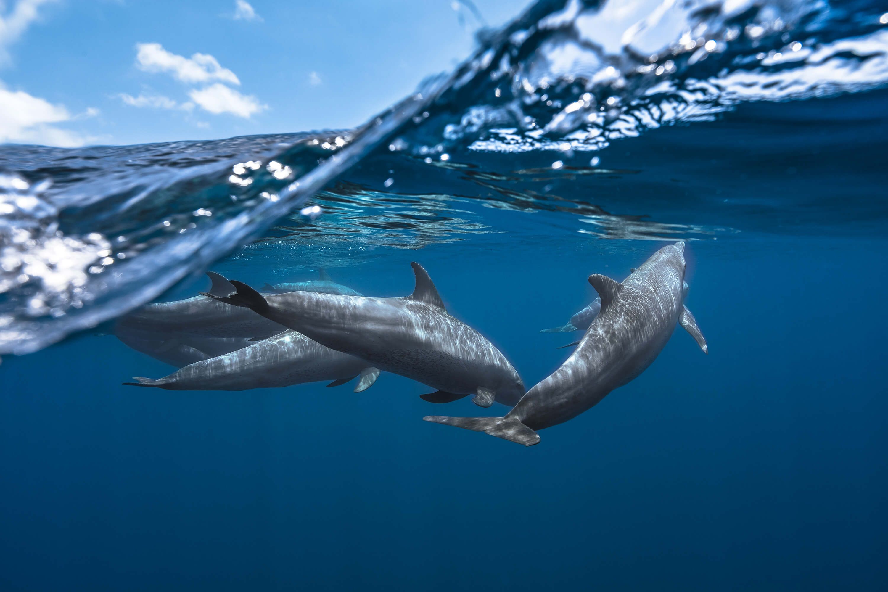 Underwater Dolphins
