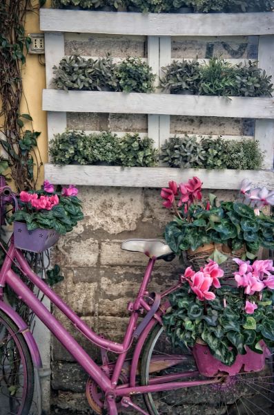 Fahrenheit trojansk hest Kompliment Fototapet - Vintage cykel med blomster - Fototapet