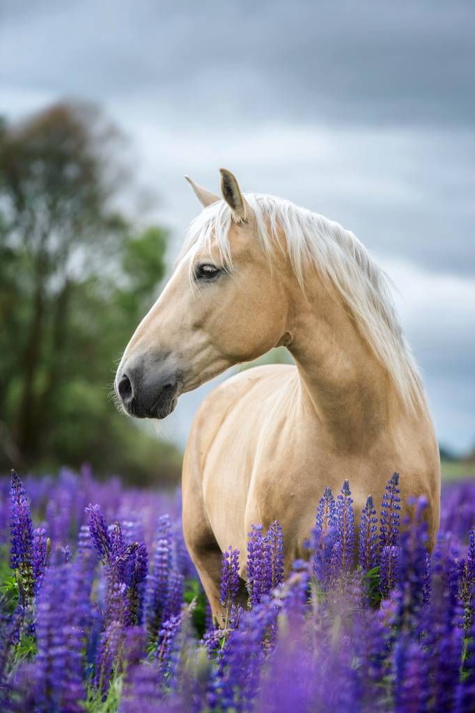 Hest blant sommerfuglblomstene