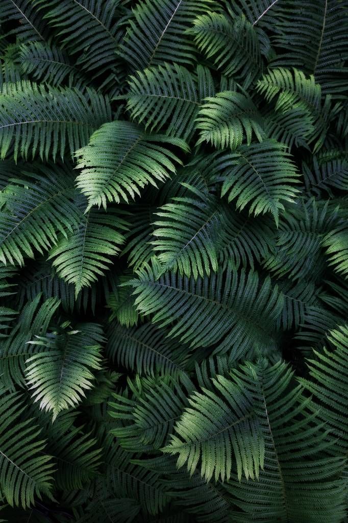 Stora palmblad
