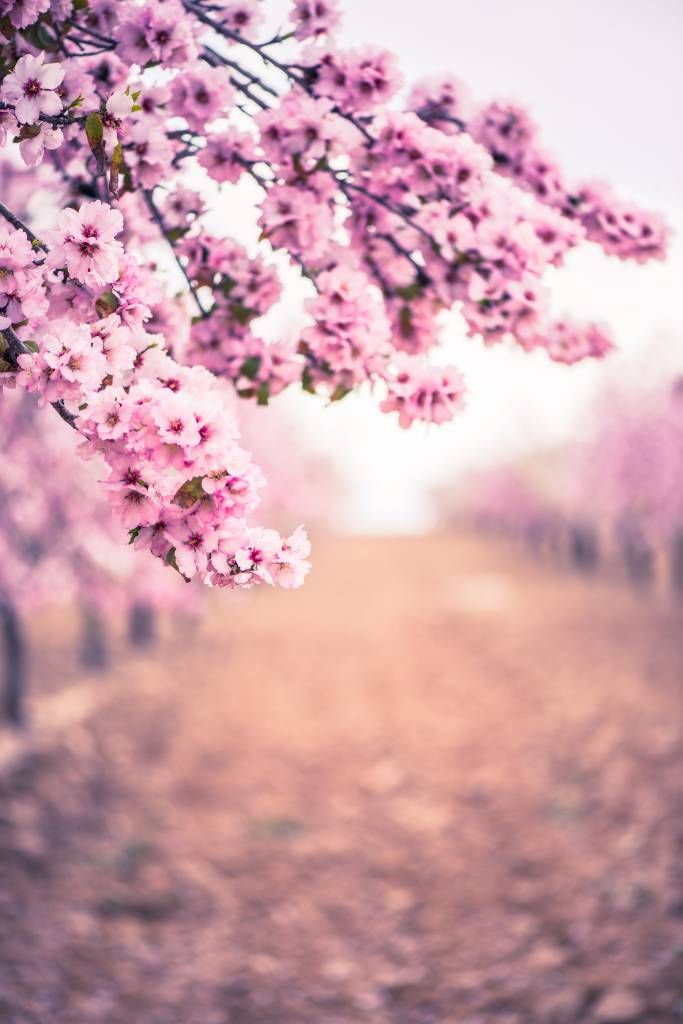 Lilla japanske blomster