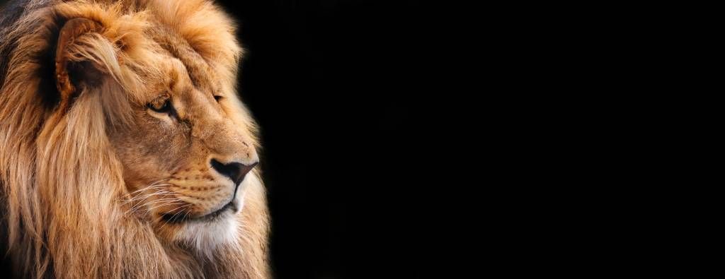 løve på nært hgammel