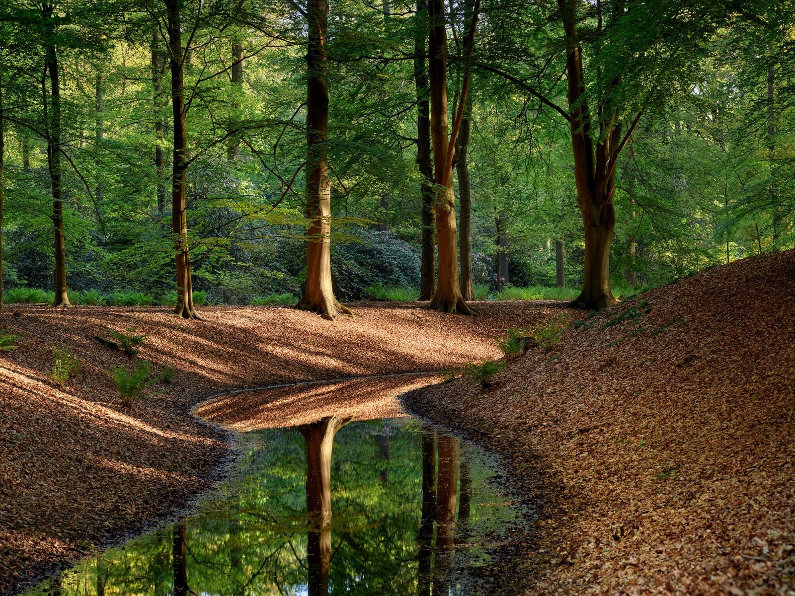 Brooklet i skogen