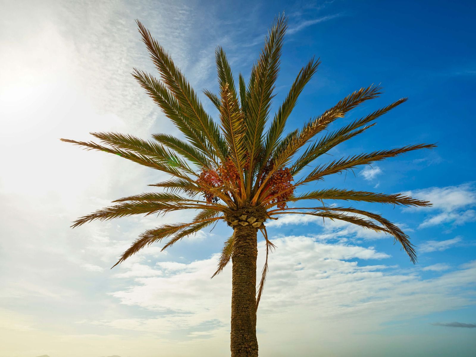 Smdkt palmetræ