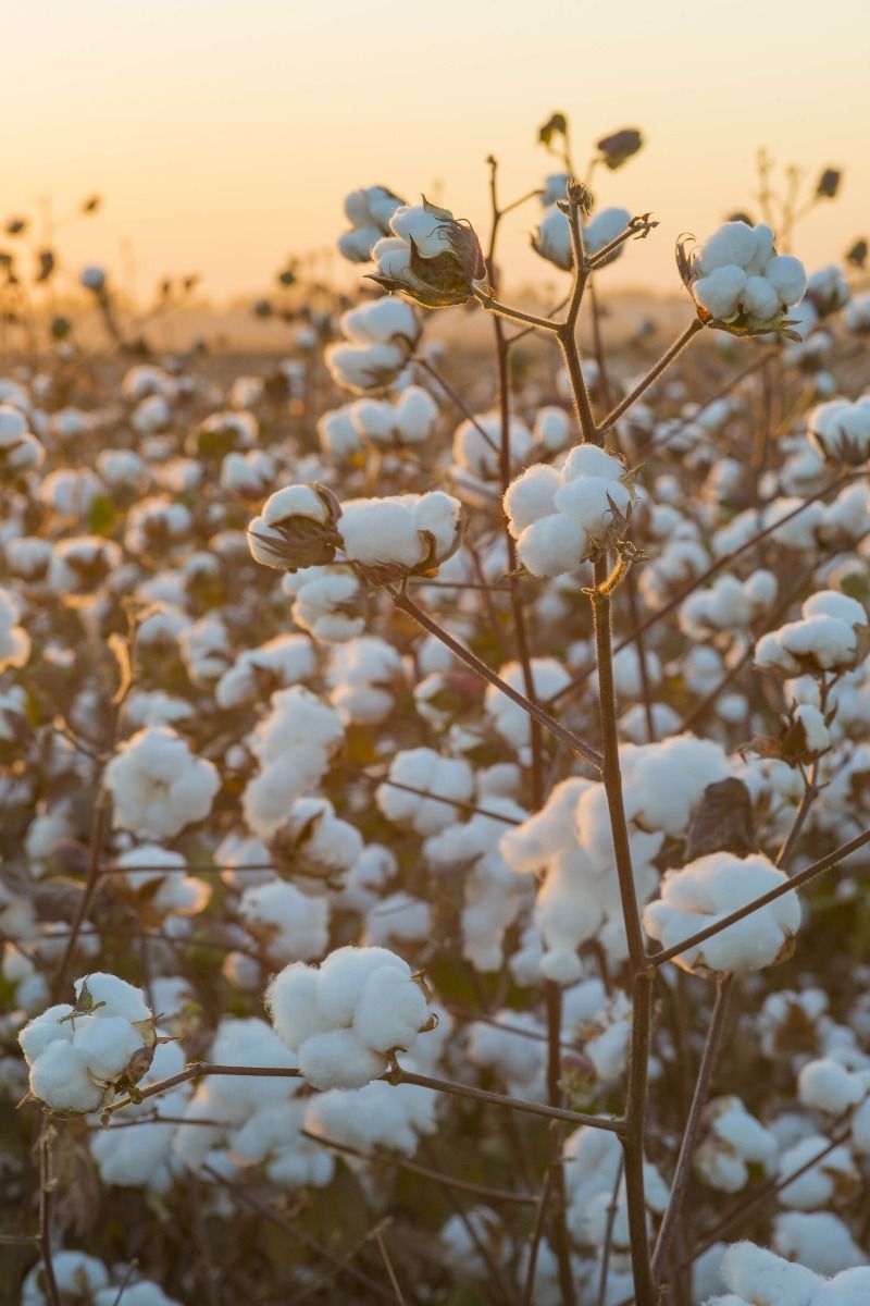 Bomuldsmark med gylden gul himmel