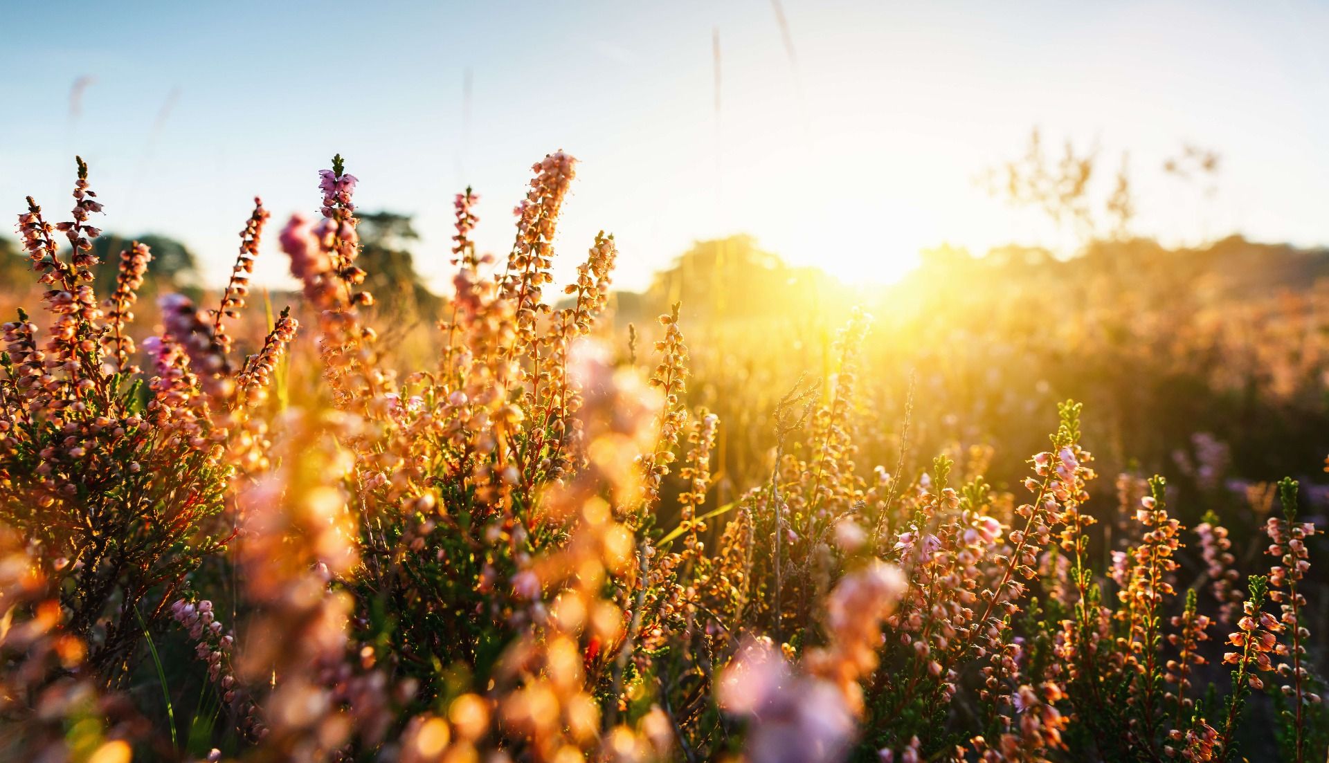 Nærbilde av lyngplante