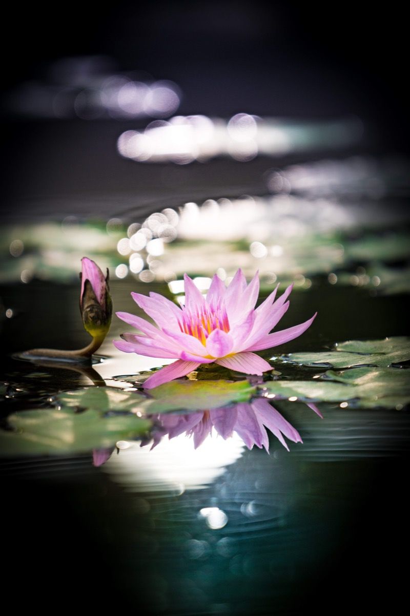 Lotusblomst lyserød