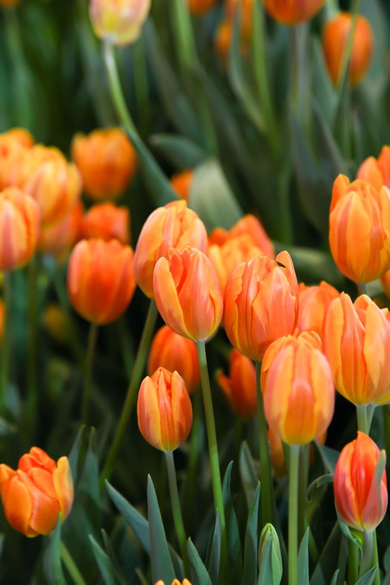 Oransje tulipanner