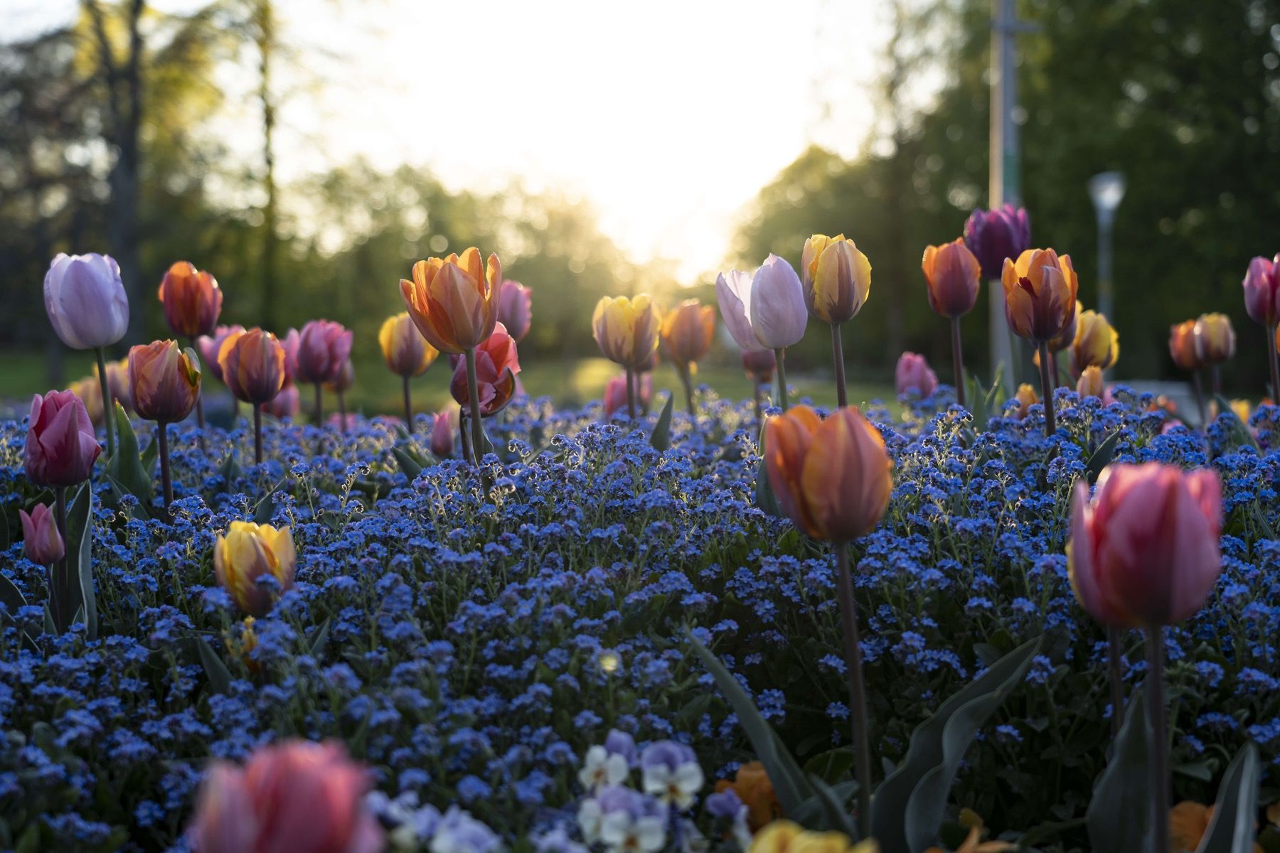 Munter tulipannfelt