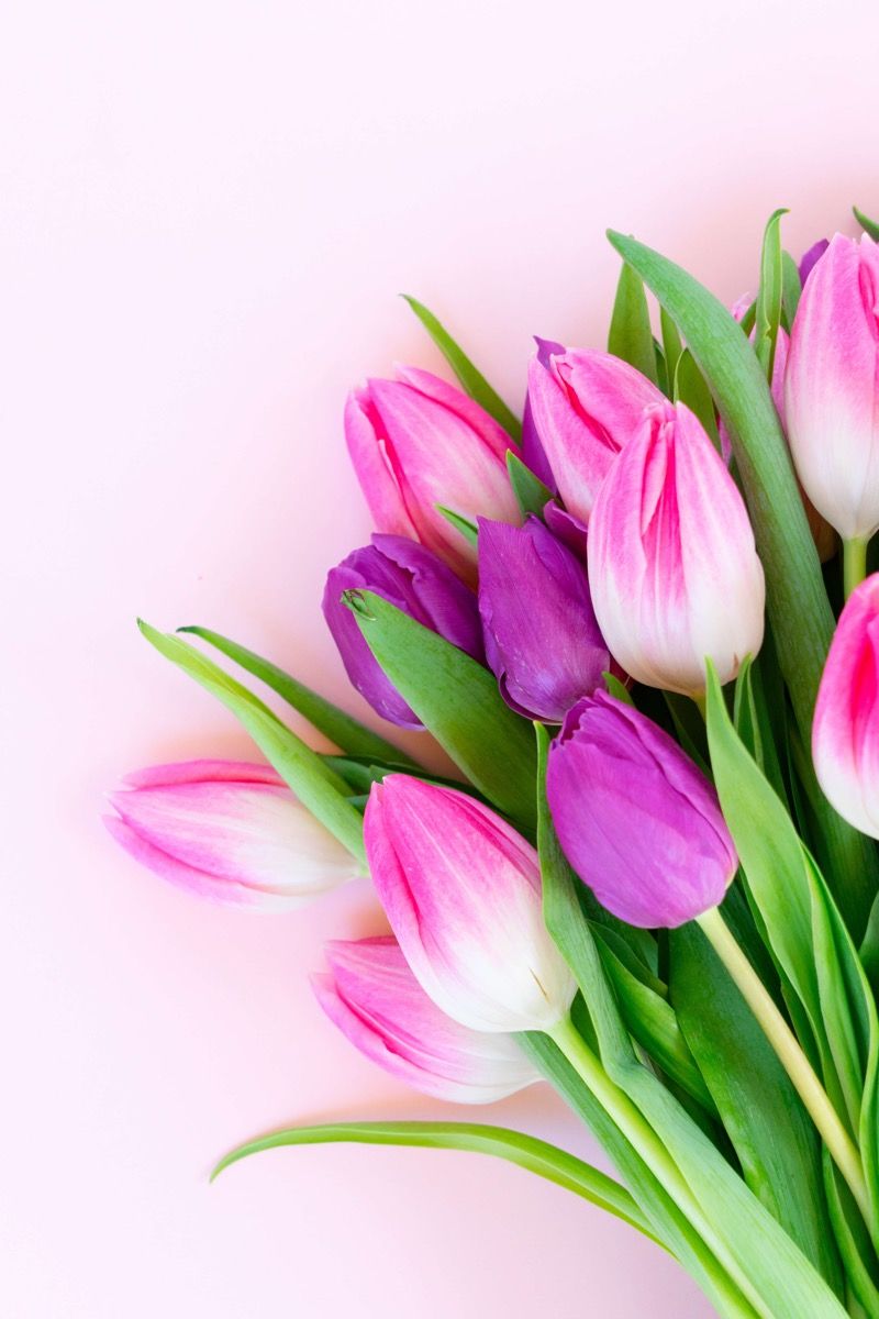 Lyserøde tulipaner