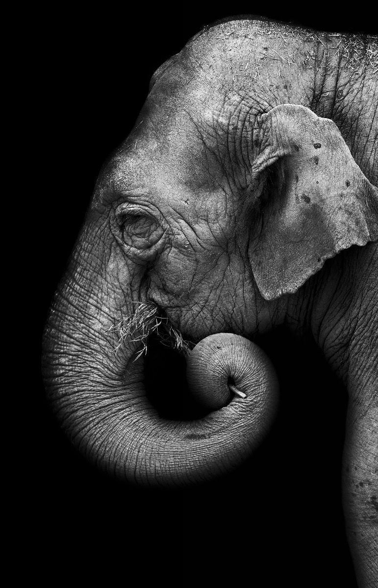Elefantporträtt