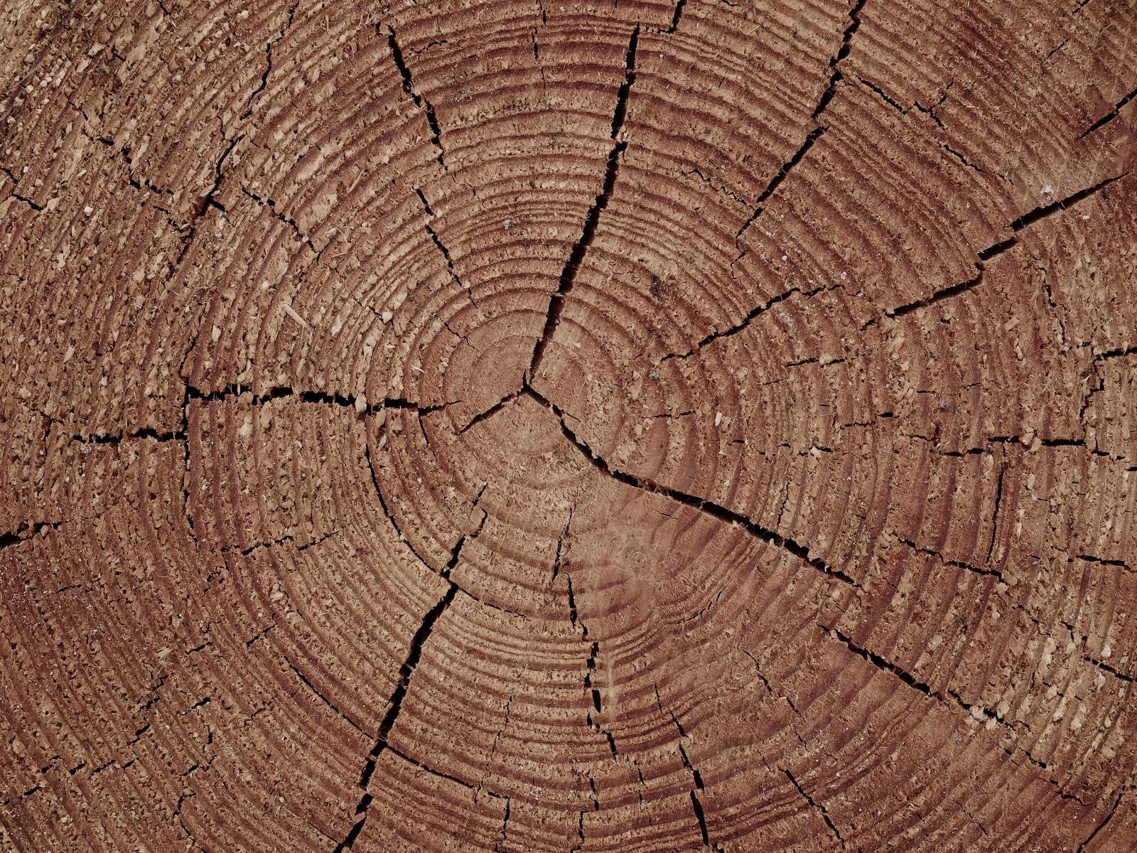 Bagagerum med årringe