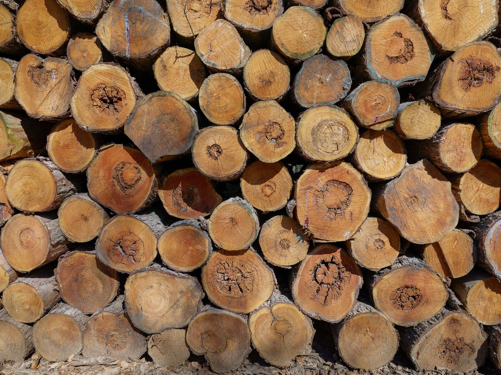 Hög med trädstammar