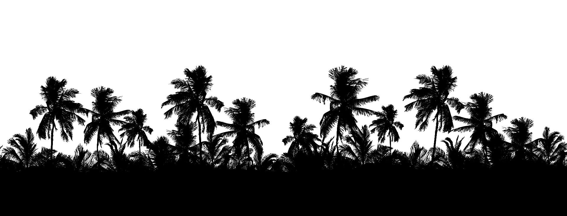 Silhuett palmer