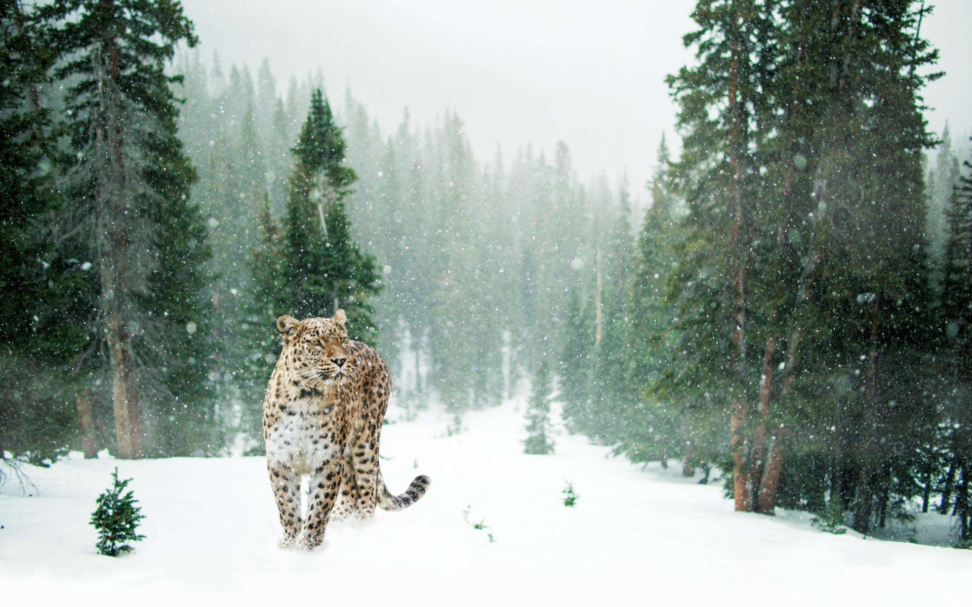 Leopard i sneen