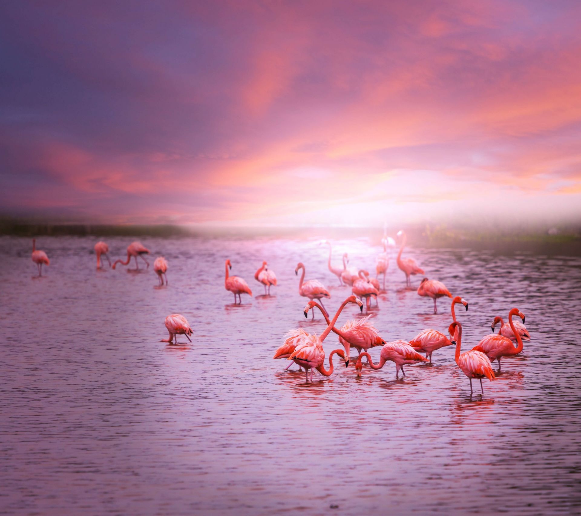Flamingoer med solnedgang