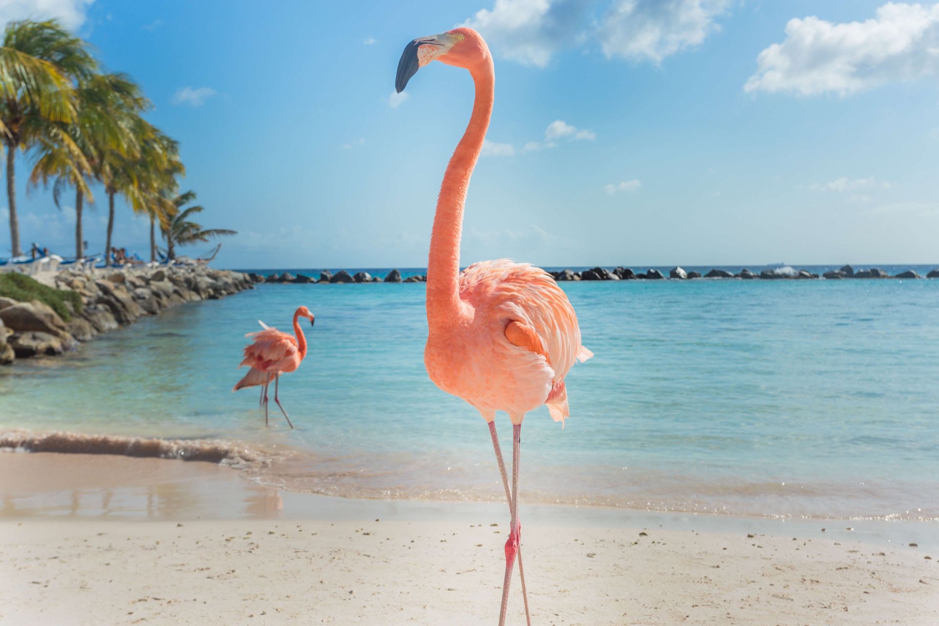 Flamingo på stranden