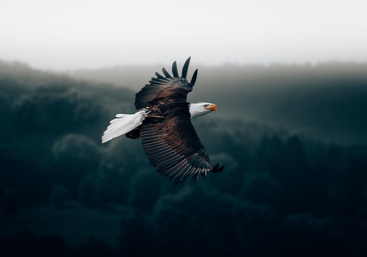 Flyvende ørn