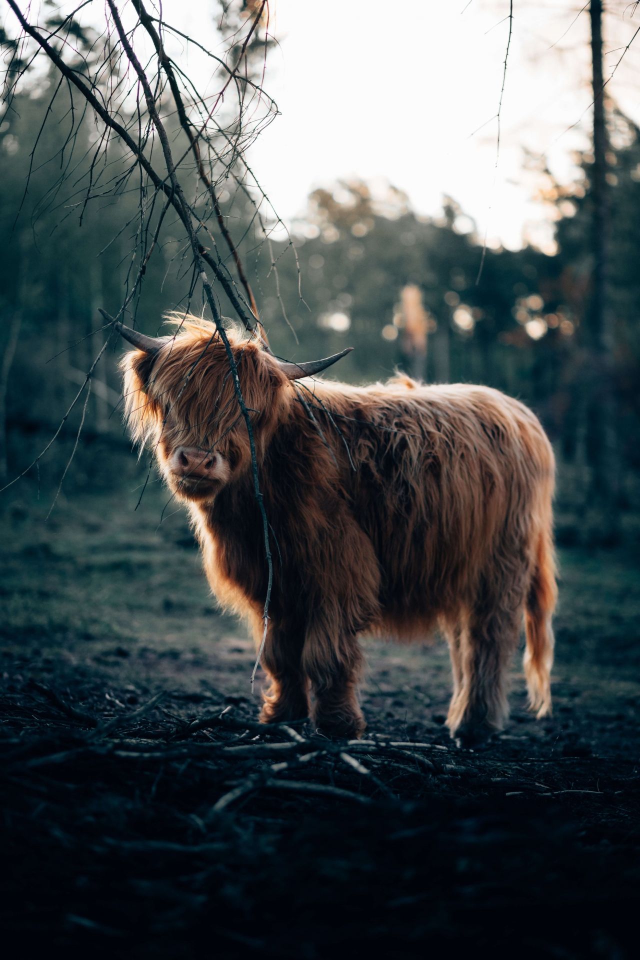 Scottish Highlander i udkanten af __skoven