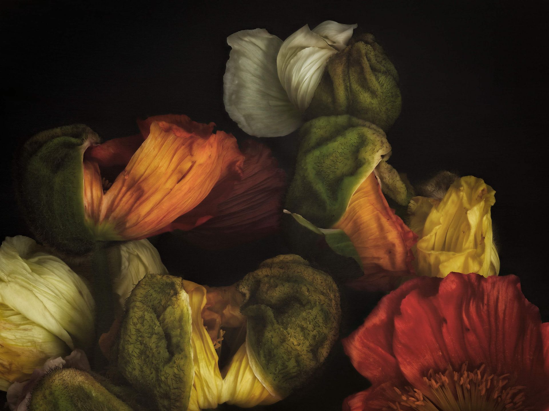 Sammensatte spirende valmuer