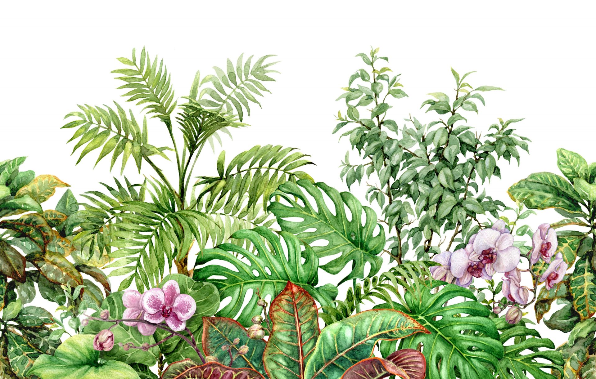 Fototapet - Tropiske planter akvarel - Fototapet