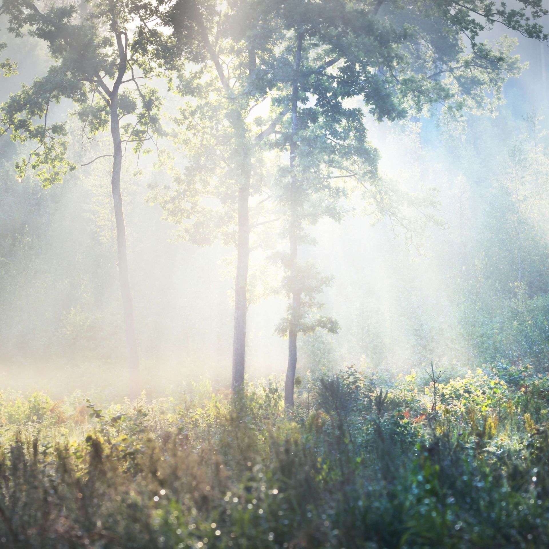 En mystisk skov