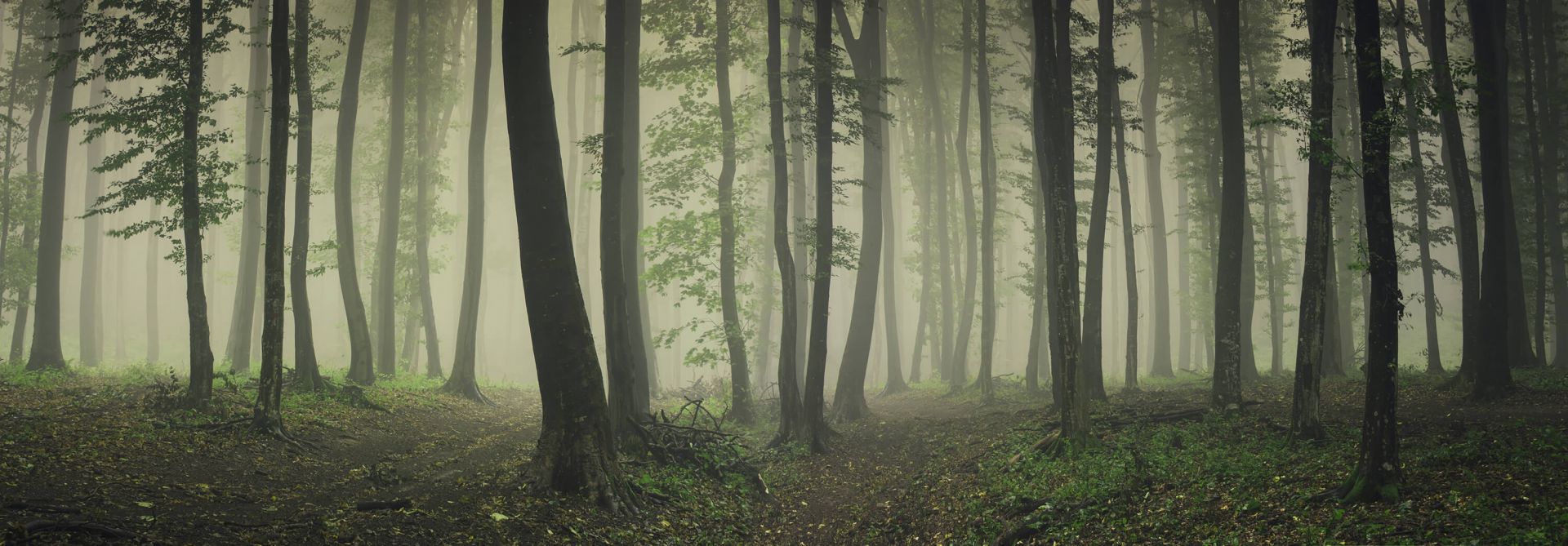 Tåge i grøn skov