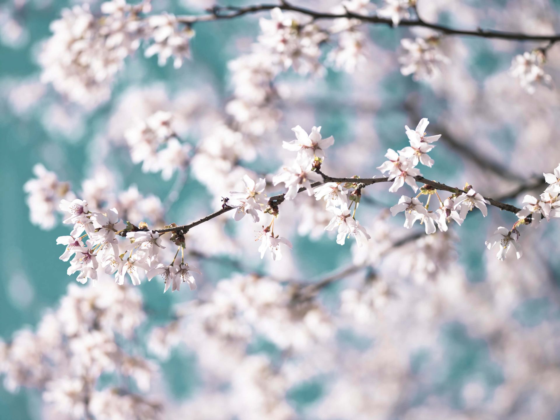 blomster
