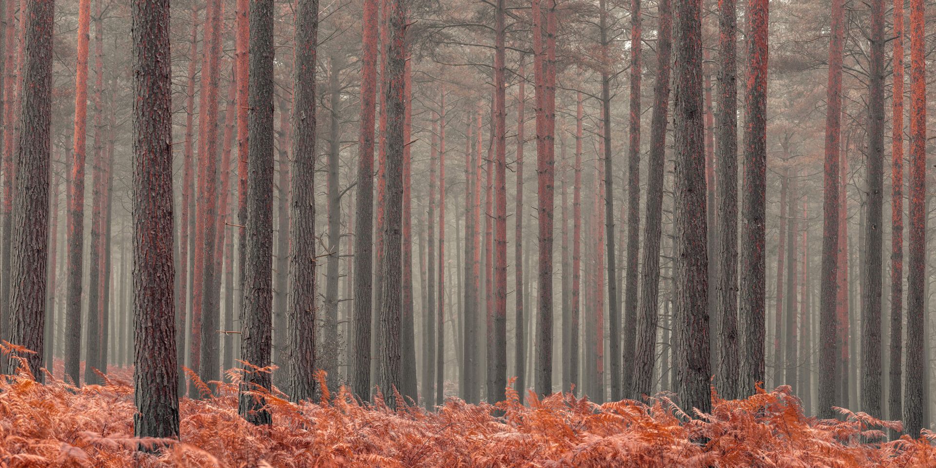 Træer om efteråret