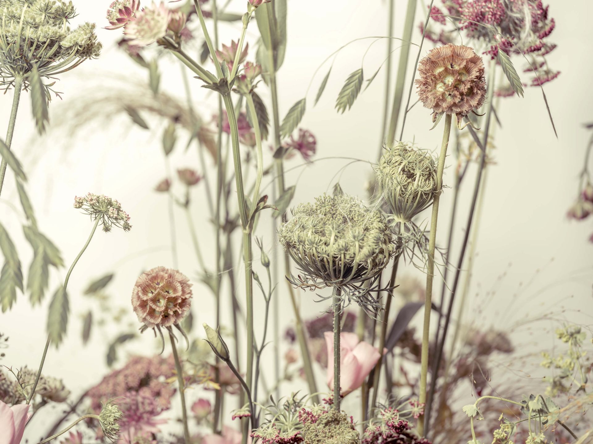 Tæt på blomster