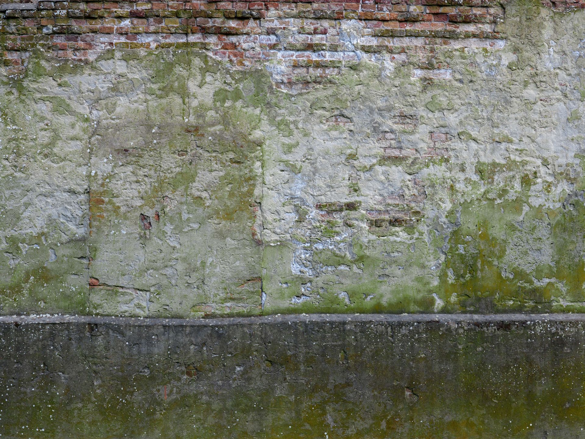 Mossa på gammal vägg